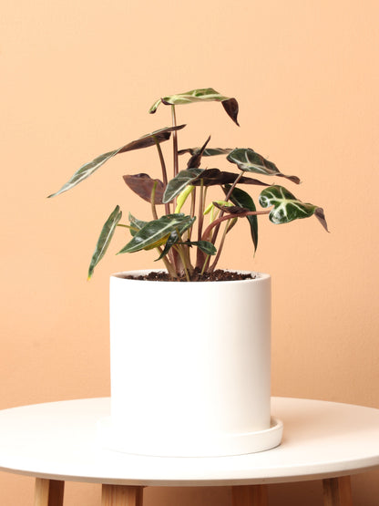 Small Alocasia &