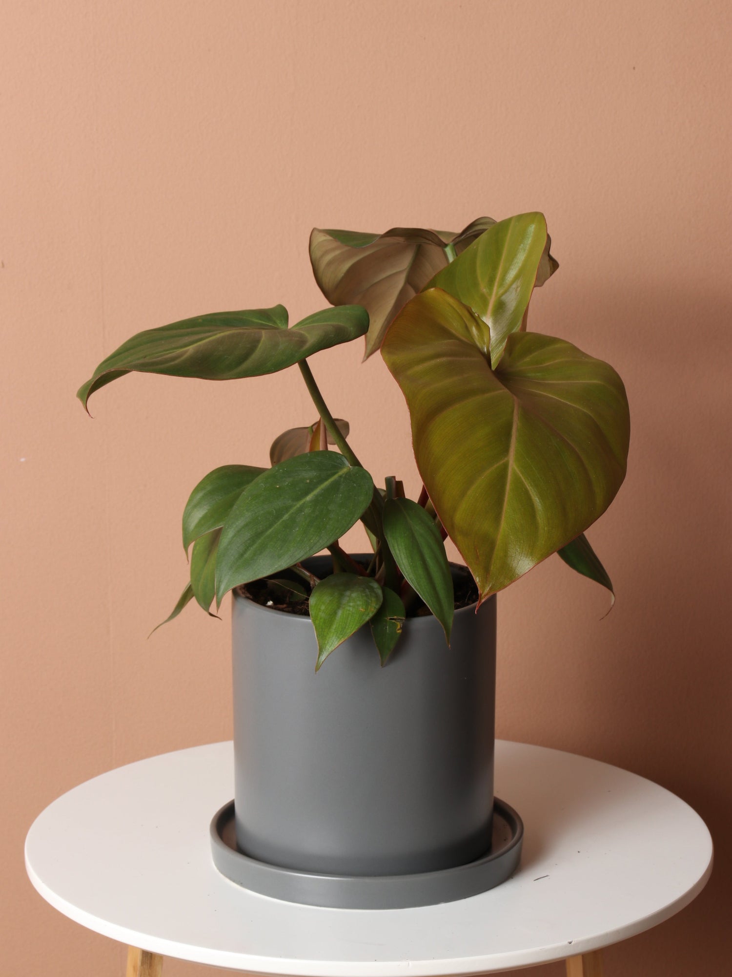 Medium Philodendron &
