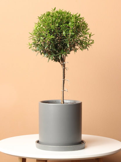 Small Common Myrtle
