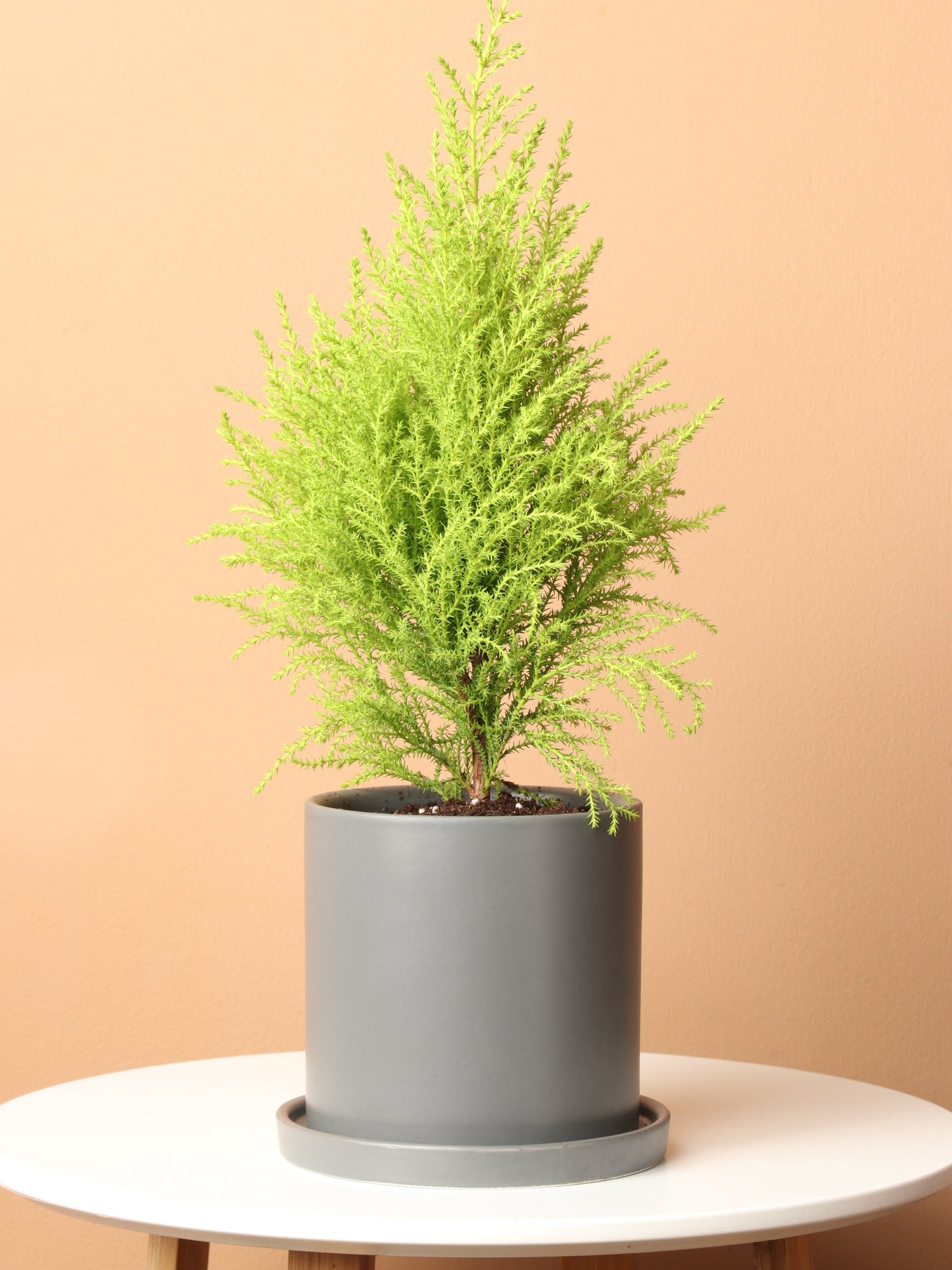 Small Lemon Cypress