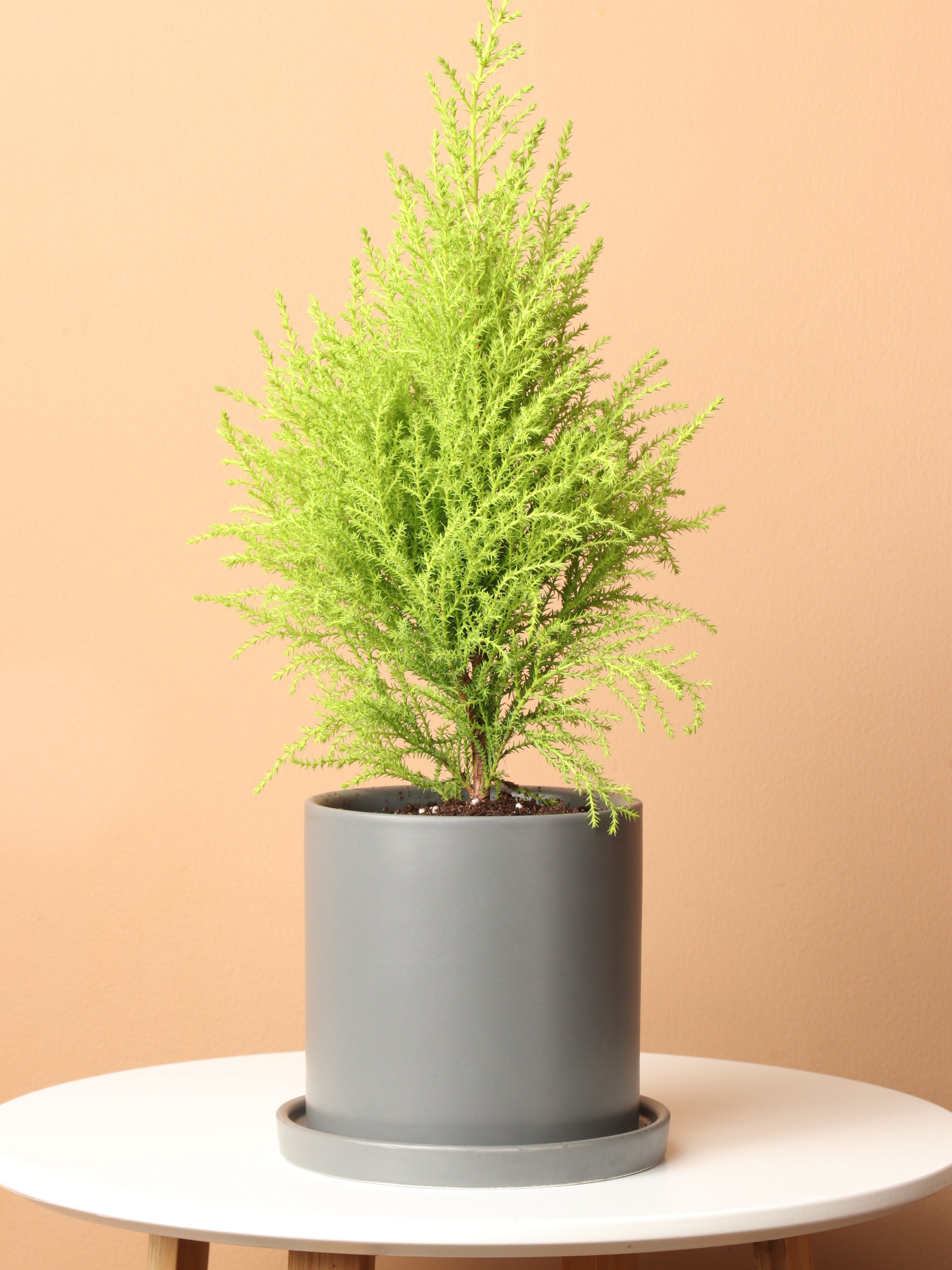 Small Lemon Cypress