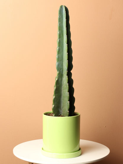 Medium  Peruvian Cactus