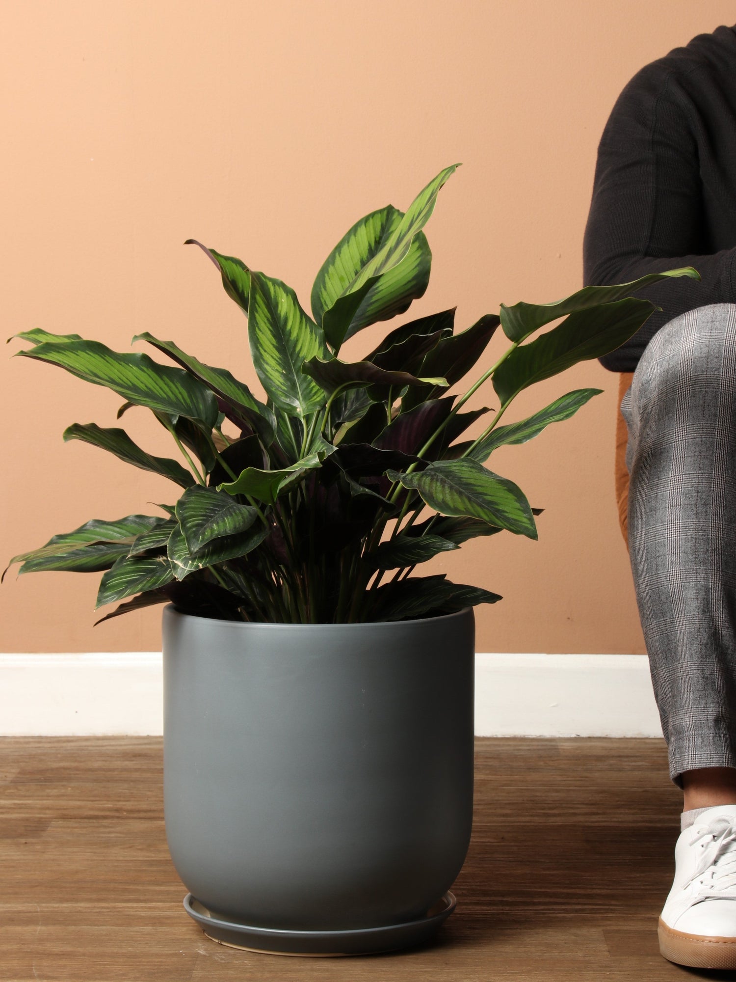 Large Calathea &