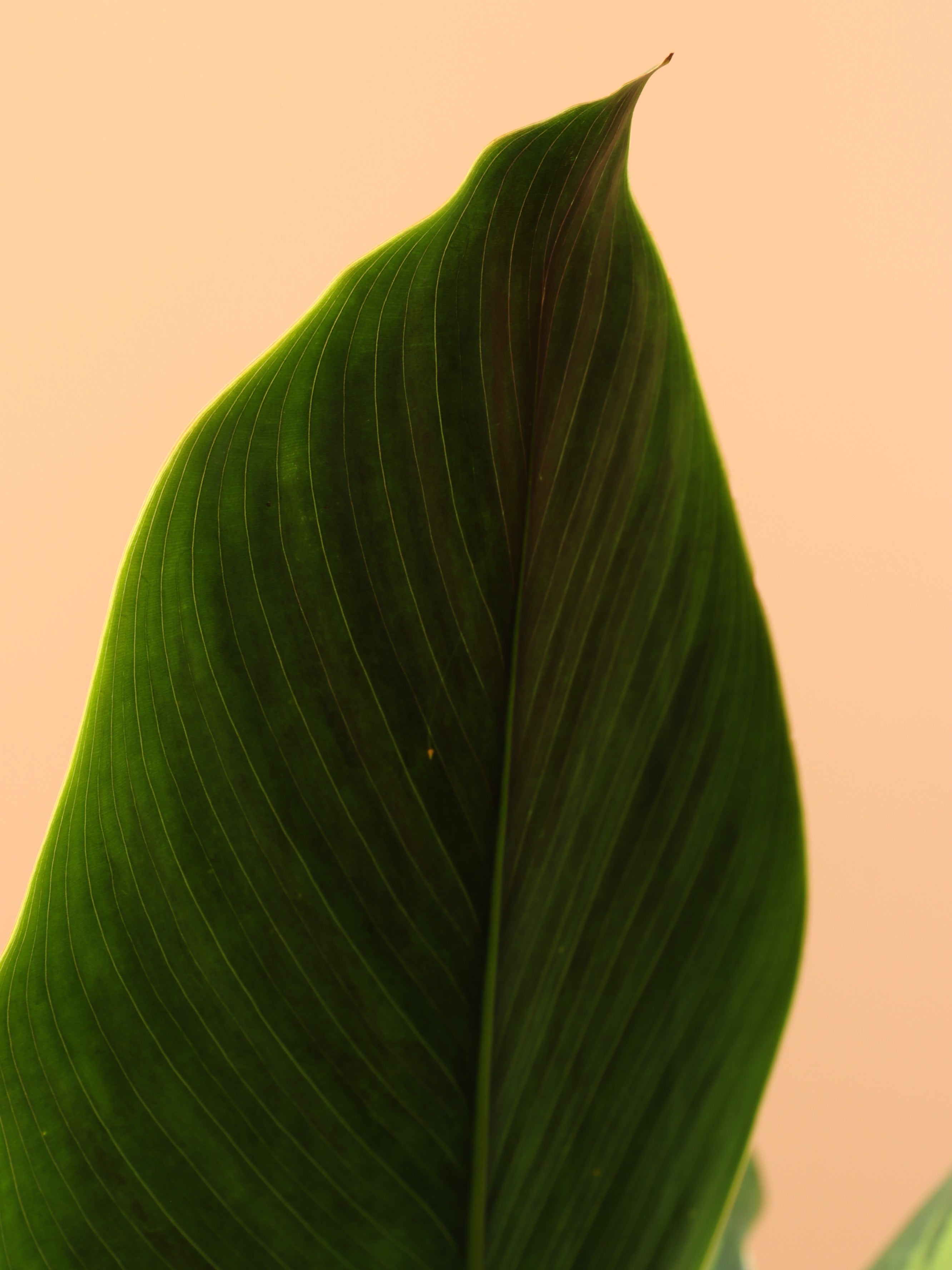 Large Calathea &