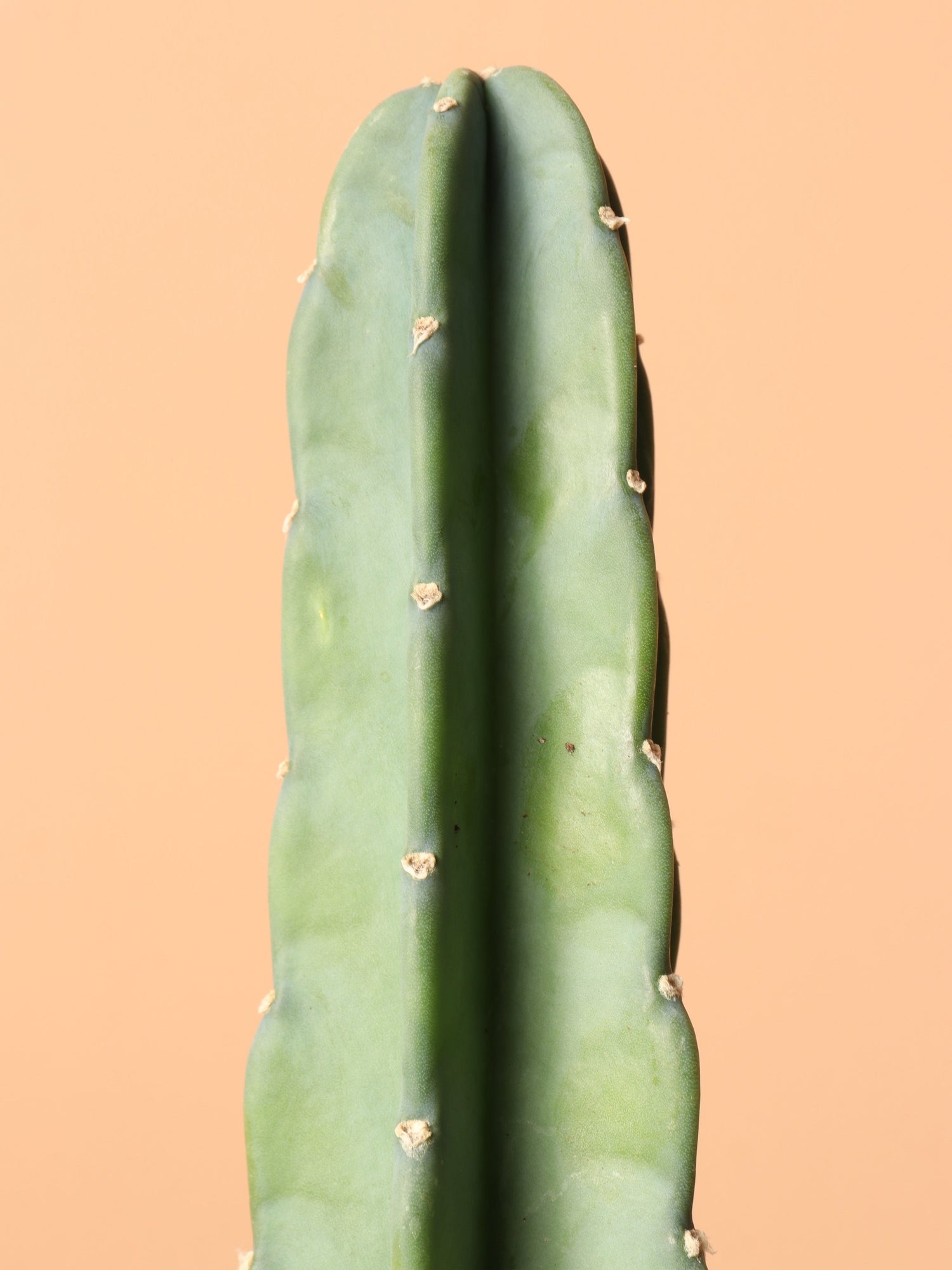 Medium  Peruvian Cactus