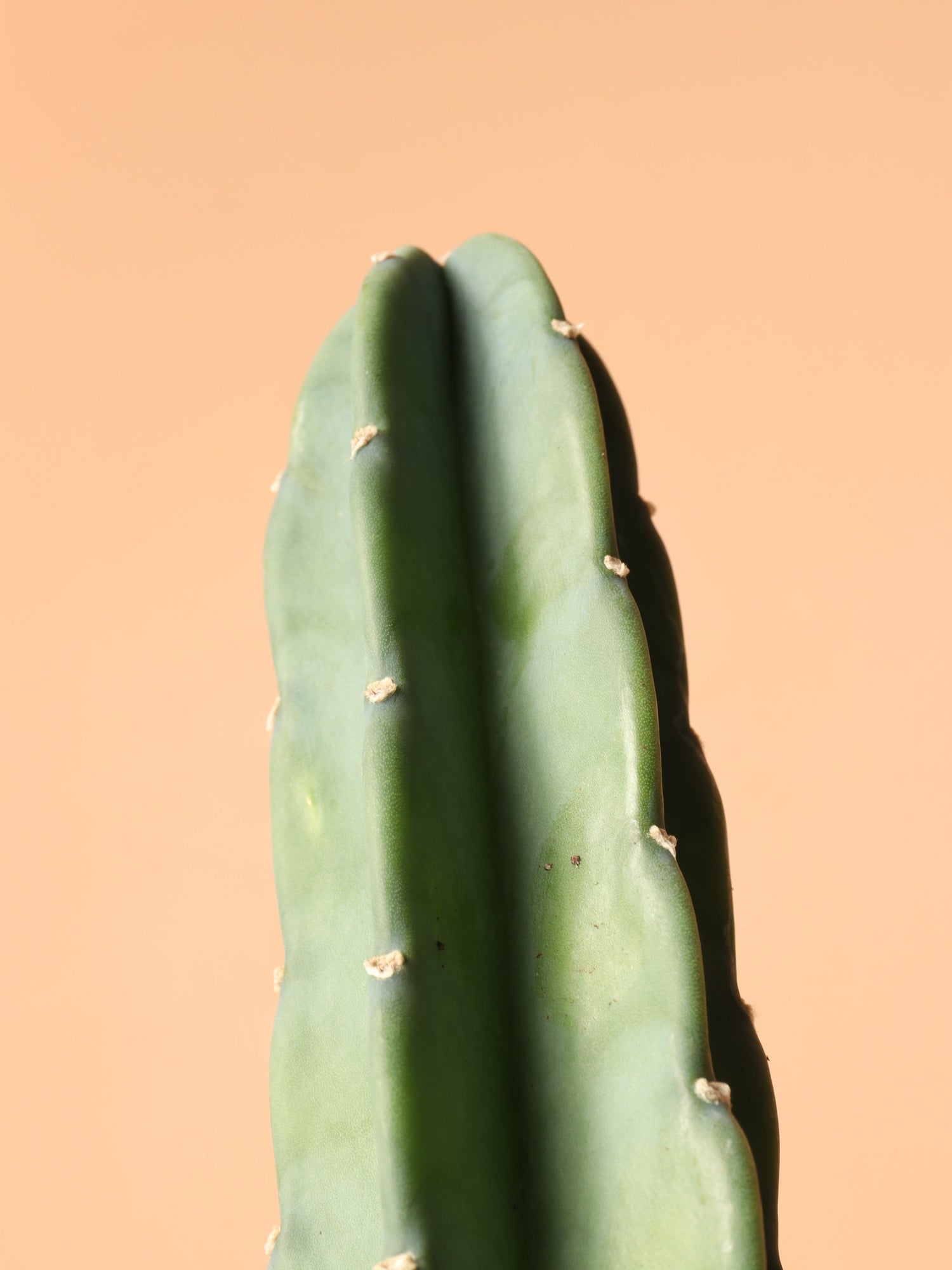 Medium  Peruvian Cactus