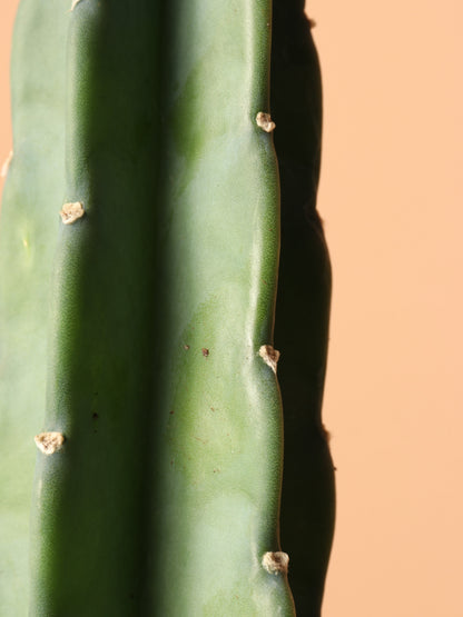 Medium  Peruvian Cactus