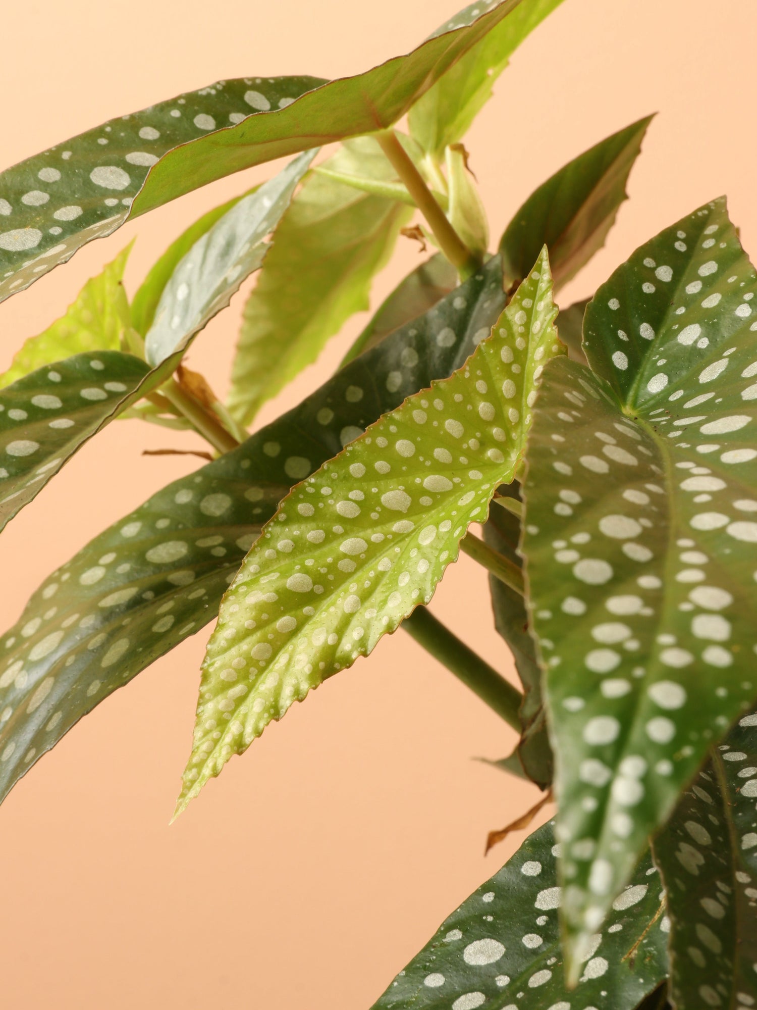 Medium Begonia &