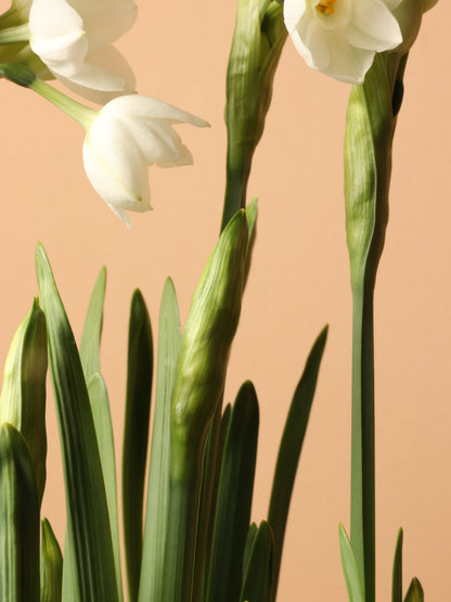 Wooden Box Paperwhite Bulbs (5pp)
