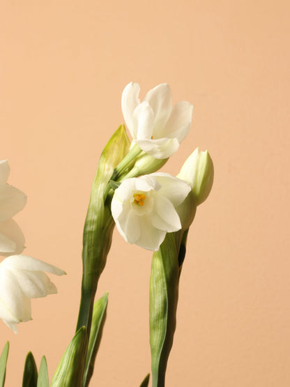 Wooden Box Paperwhite Bulbs (5pp)