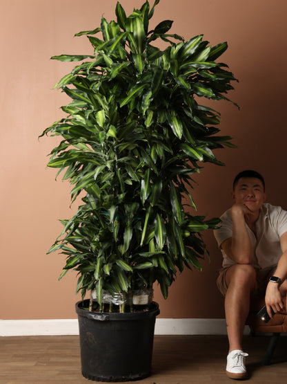 Huge Dracaena Cintho Cane
