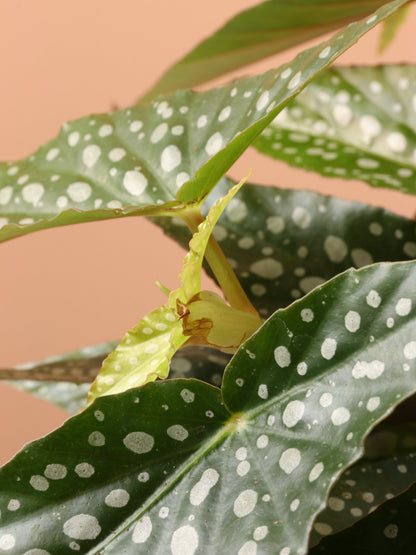 Medium Begonia &
