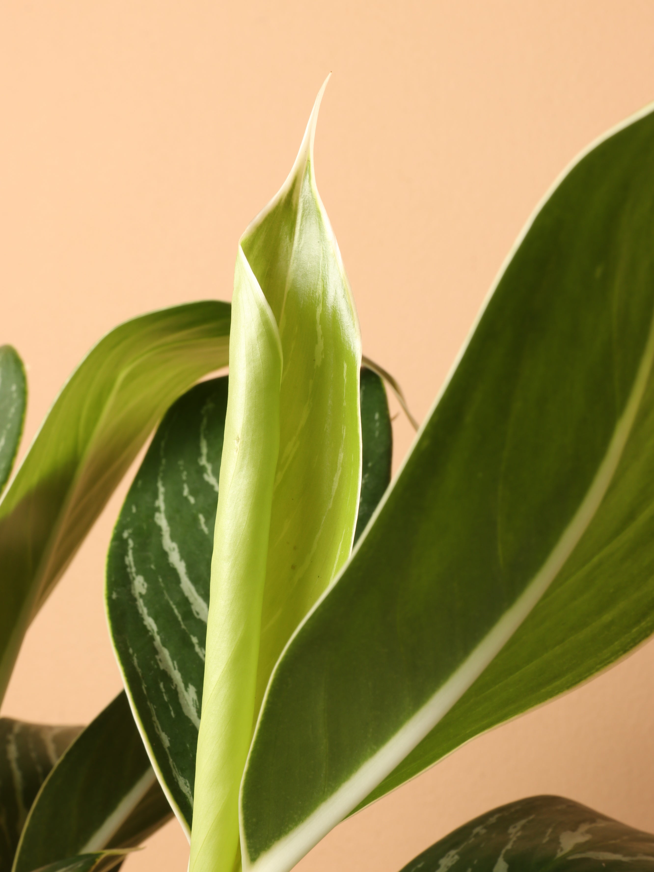 Medium Aglaonema &