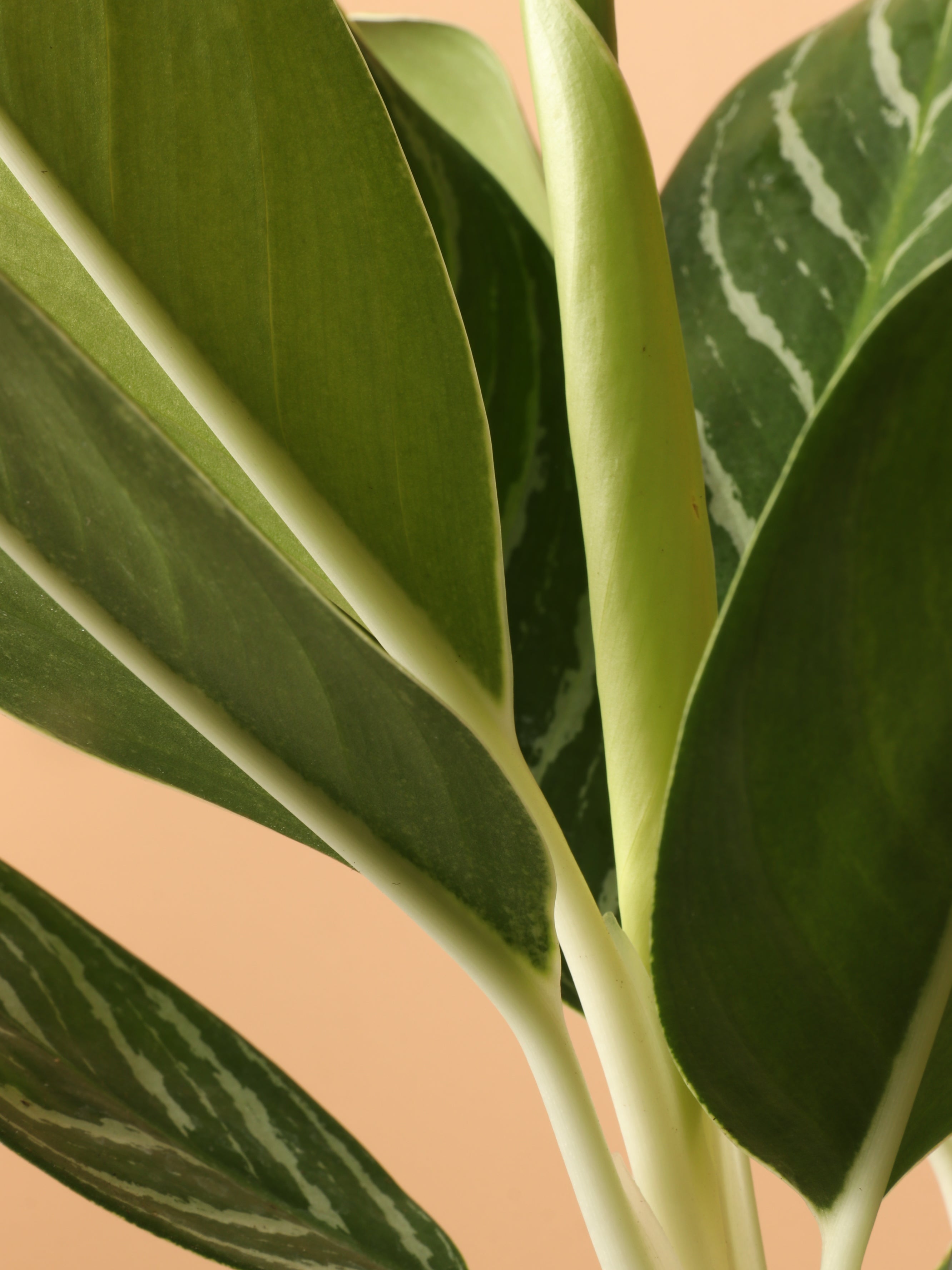 Medium Aglaonema &