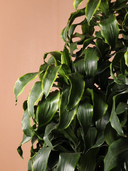 Huge Dracaena Dorado Cane