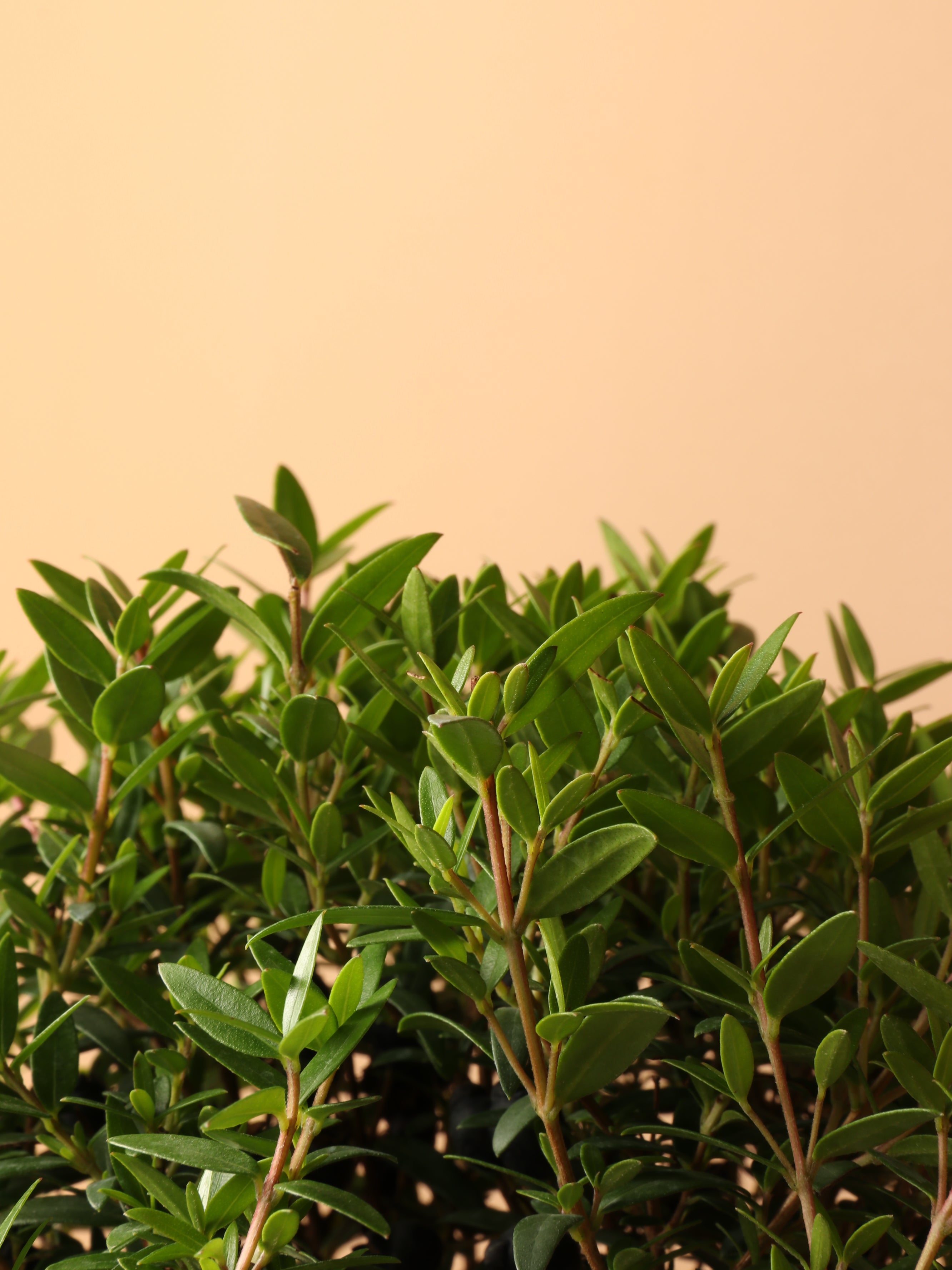 Small Common Myrtle
