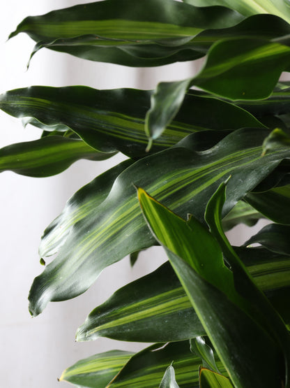 Huge Dracaena Cintho Cane