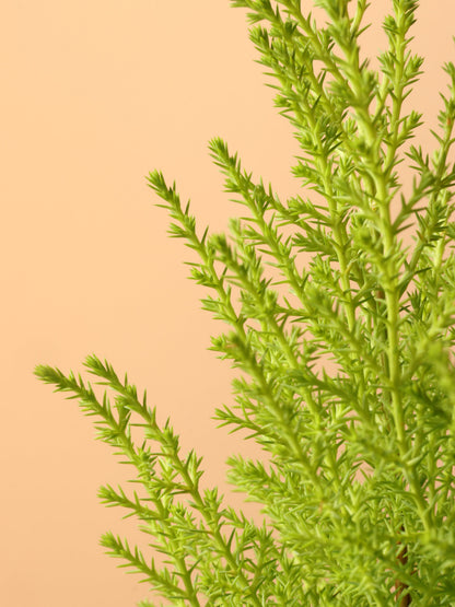 Small Lemon Cypress