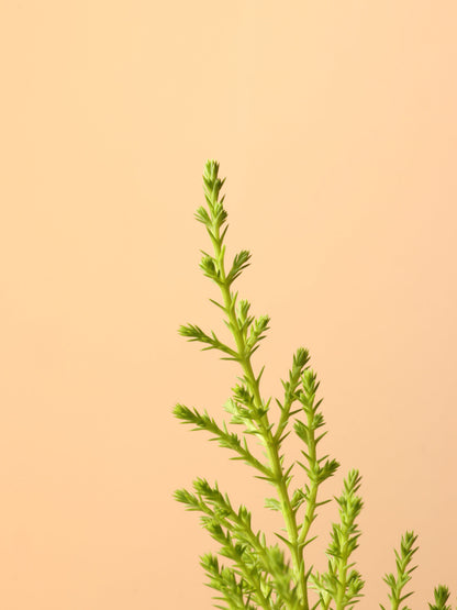 Small Lemon Cypress
