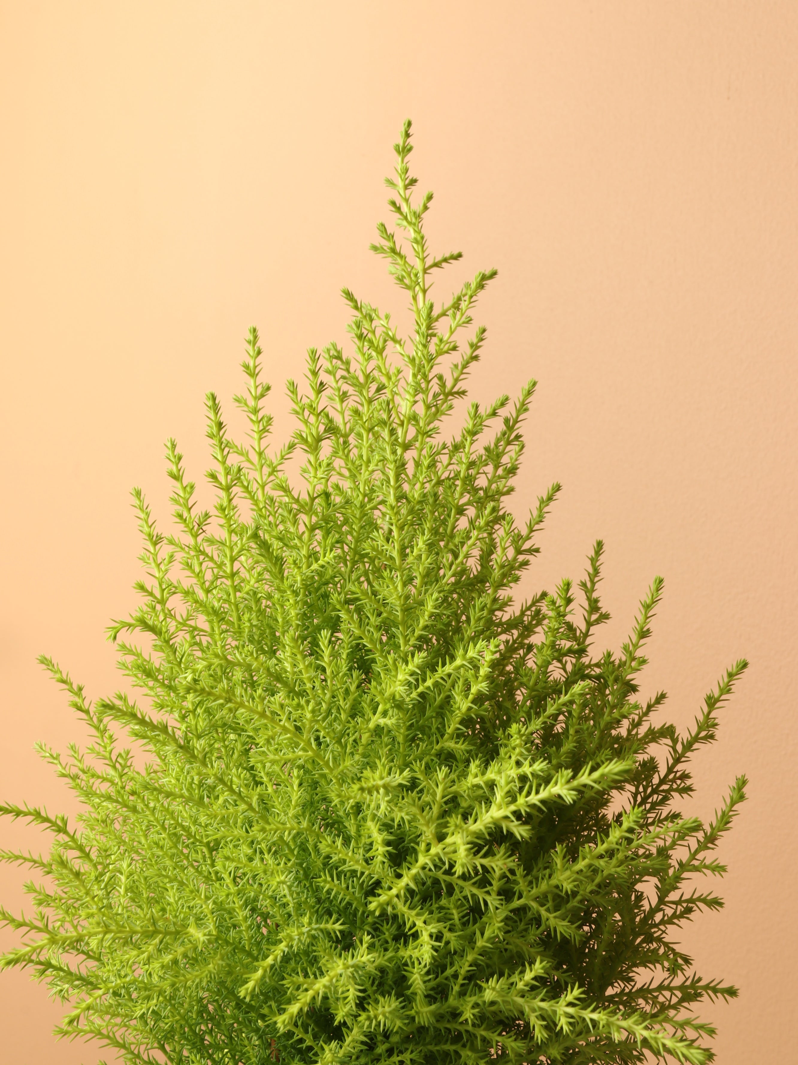 Small Lemon Cypress