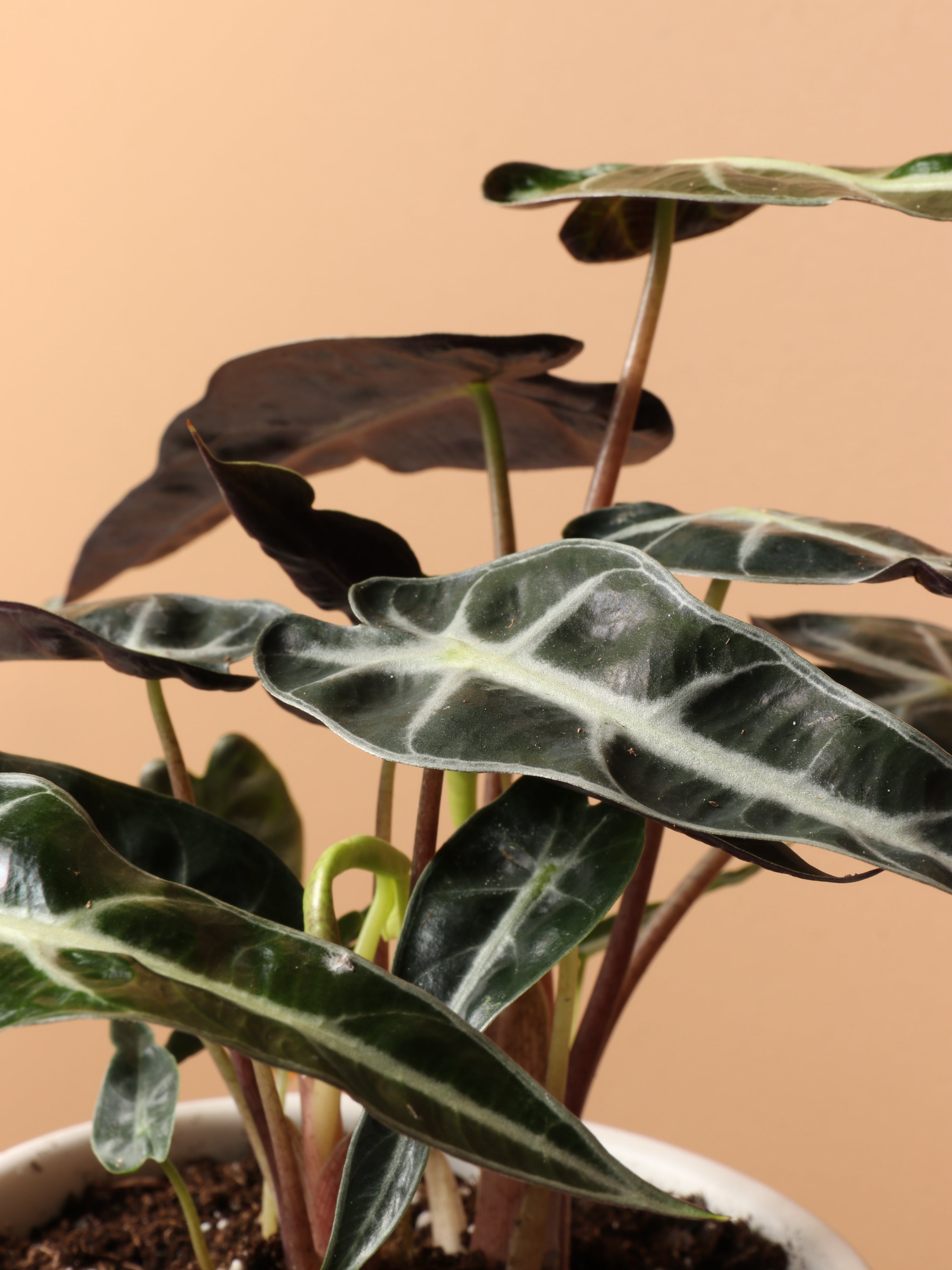 Small Alocasia &