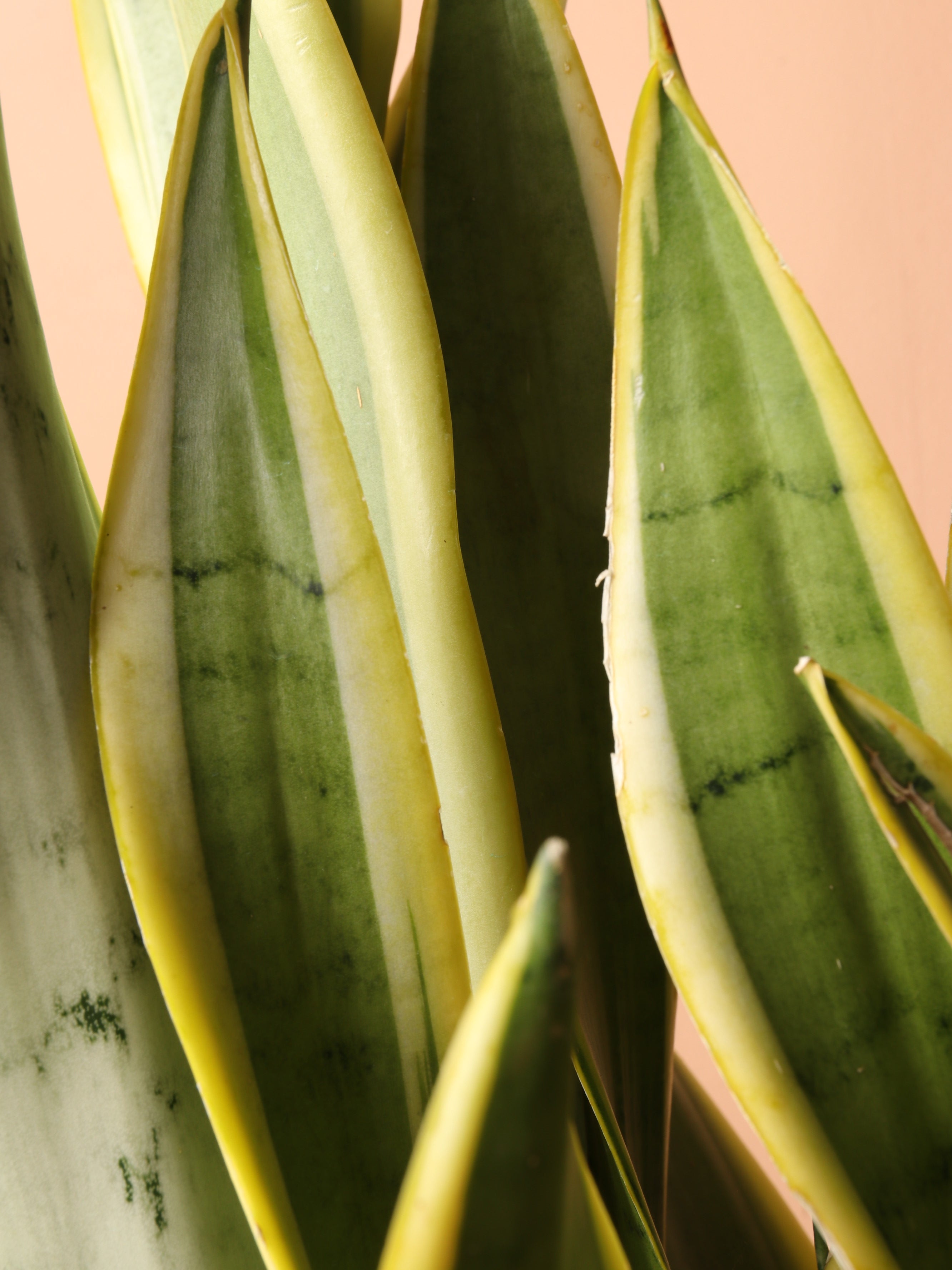 Large Silver Snake Plant (&