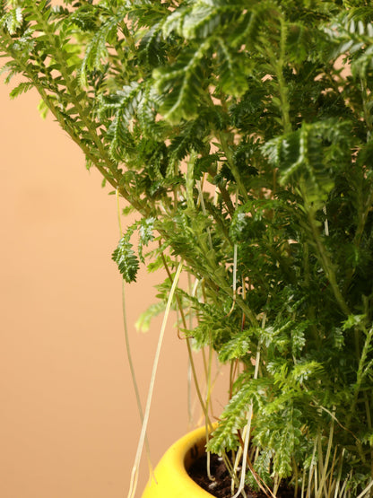 Small Frosty Fern