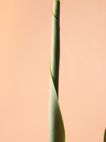Medium Red Banana Plant (Musa Tropicana)