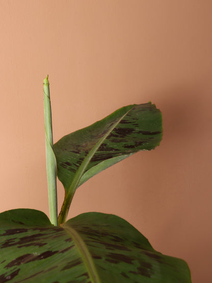 Medium Red Banana Plant (Musa Tropicana)