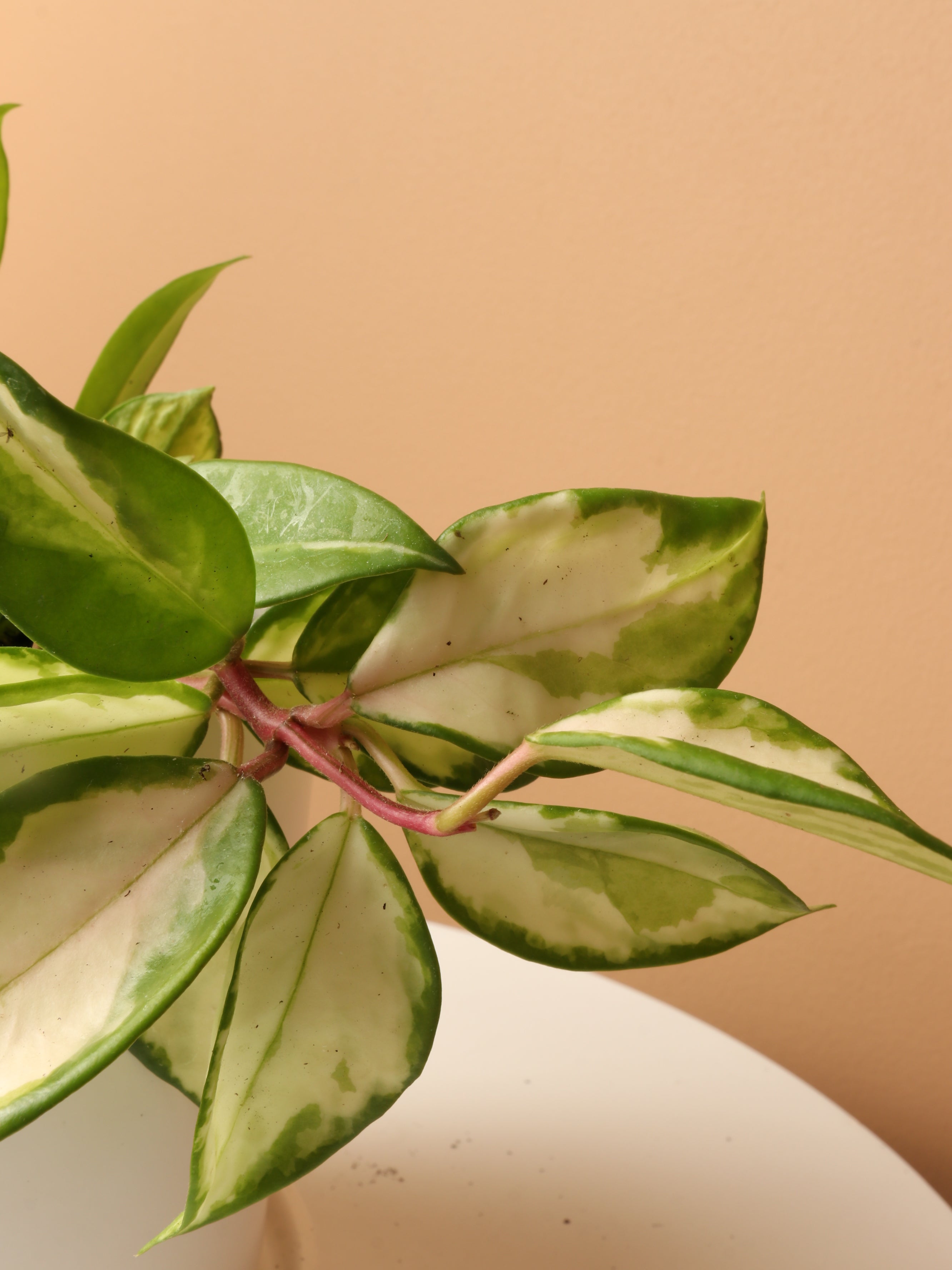 Small Hoya &