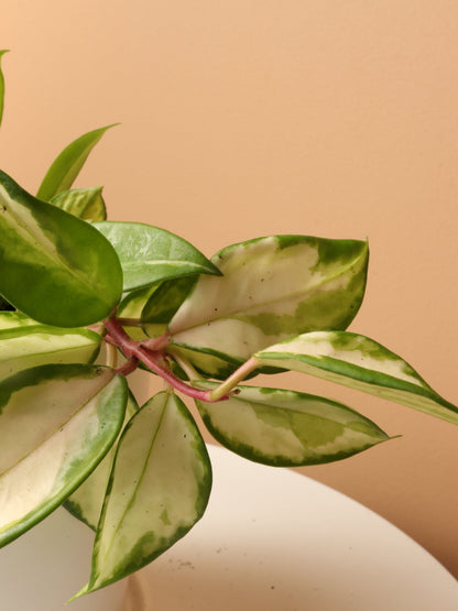 Small Hoya &