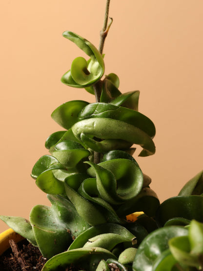 Small Hoya Hindu Rope
