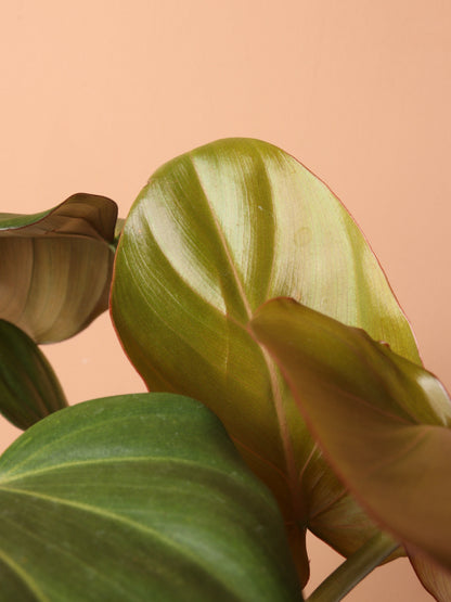 Medium Philodendron &