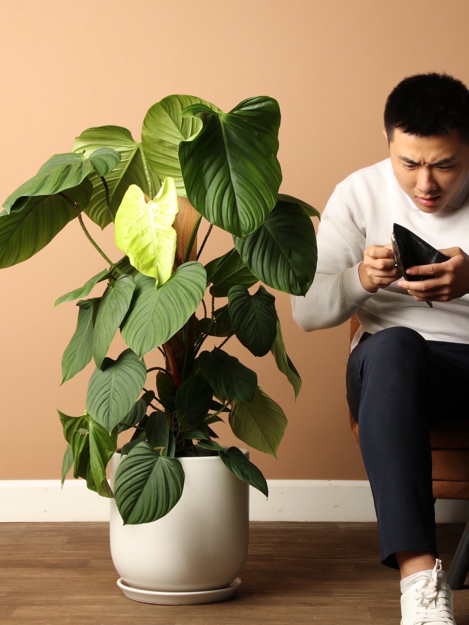 Large Philodendron &