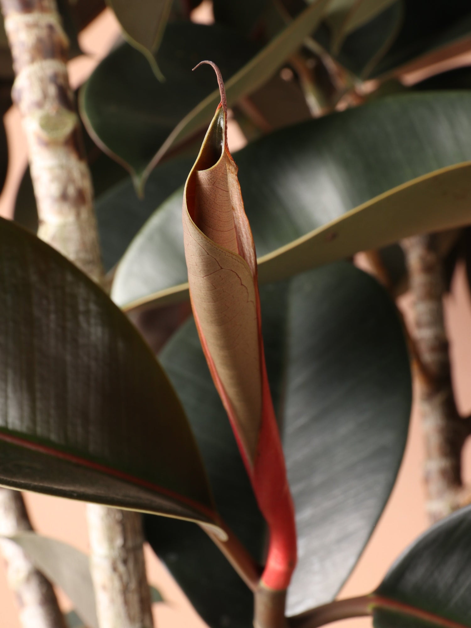 Full Size Rubber Tree STD (Mature Trunk)
