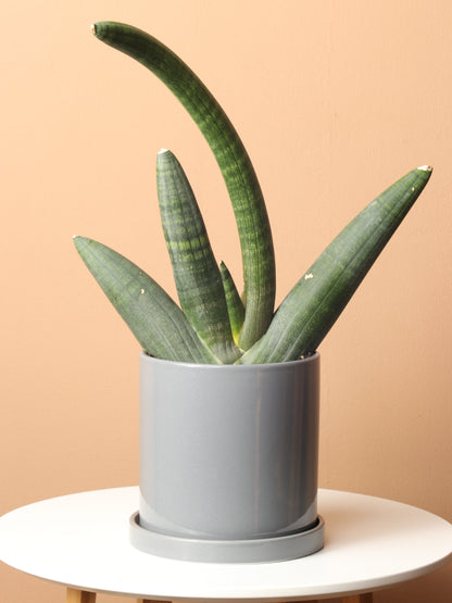 Medium Snake Plant Cylindrica