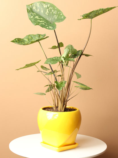 Medium Alocasia &