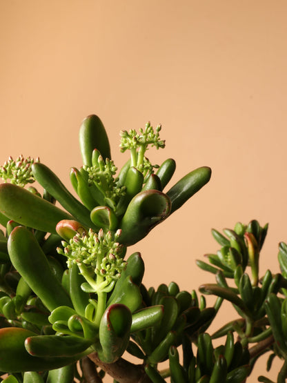 Full Size Jade Succulent Bonsai (Crassula)