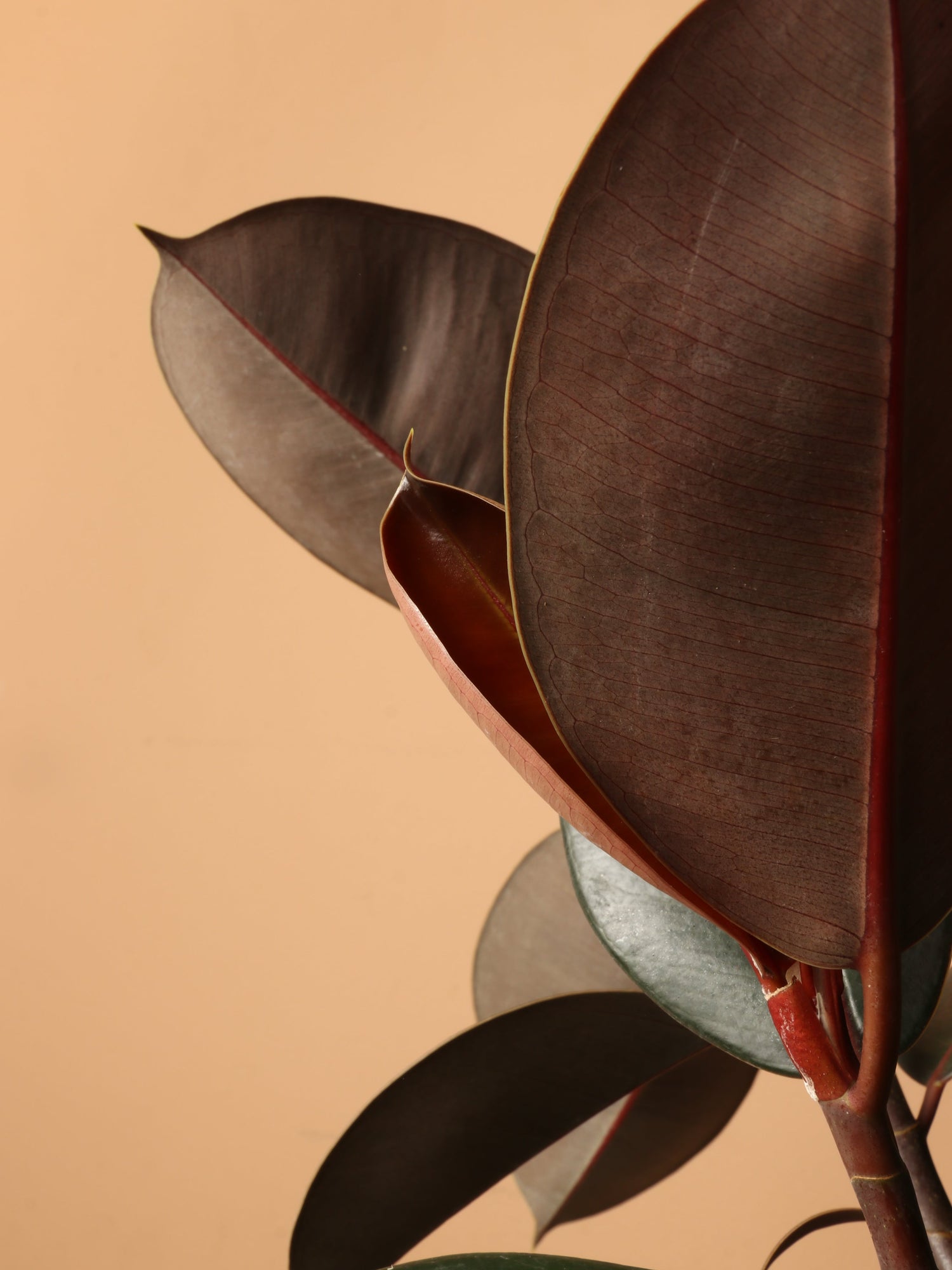 Large Rubber Tree Std