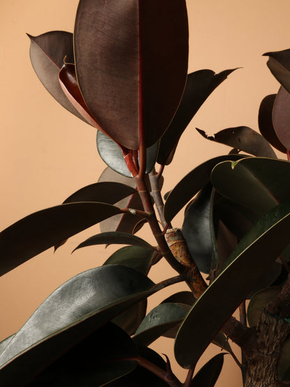 Large Rubber Tree Std