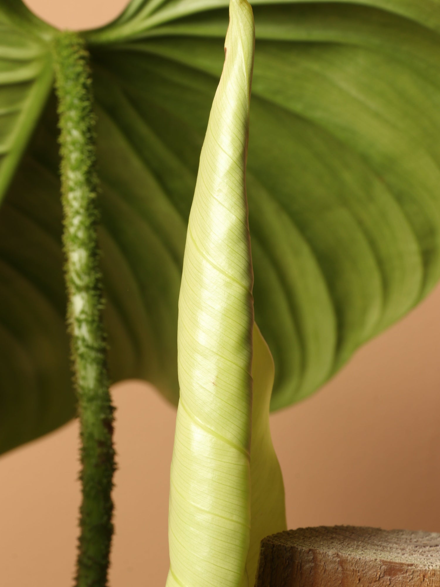 Large Philodendron &