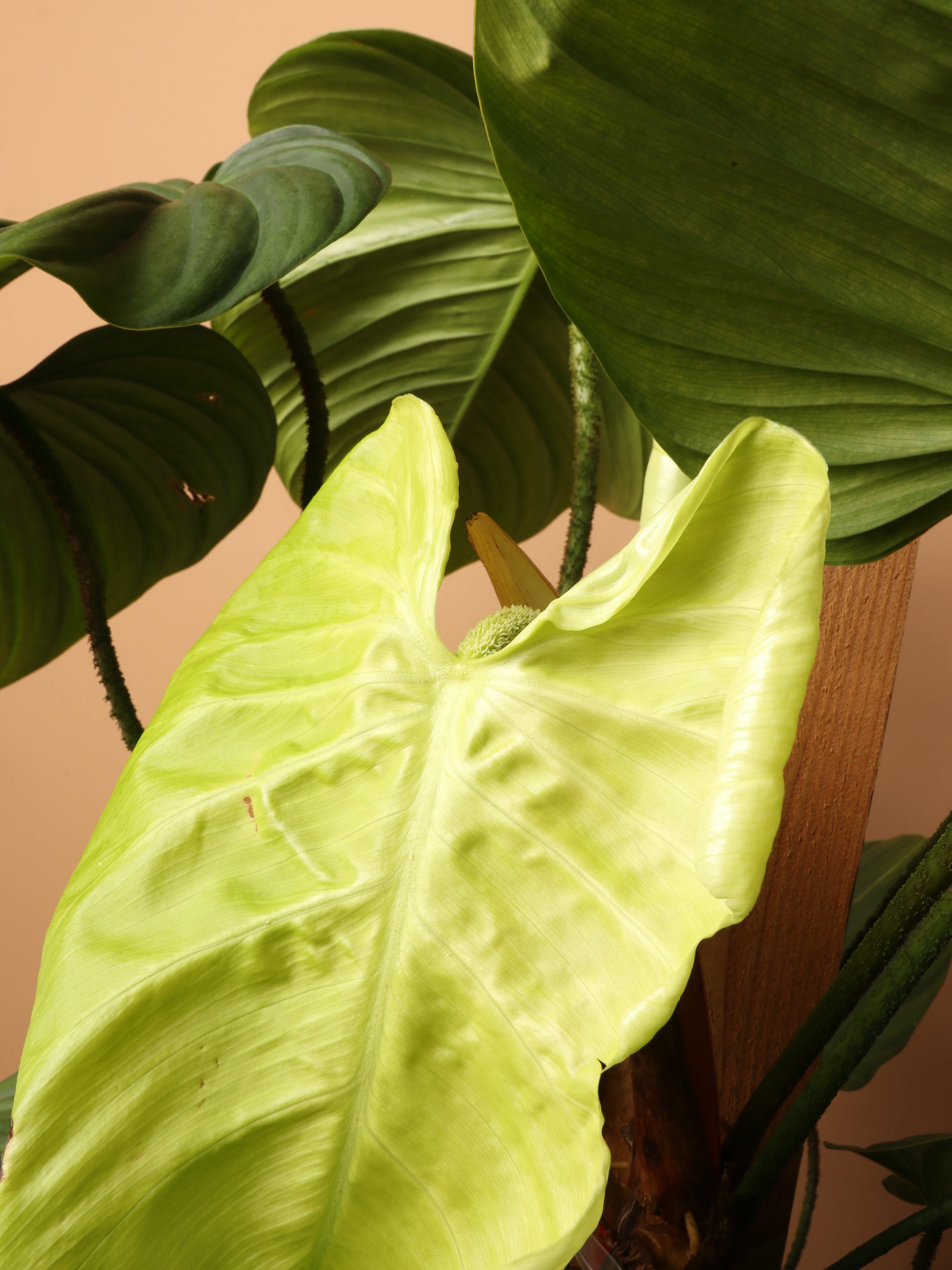 Large Philodendron &