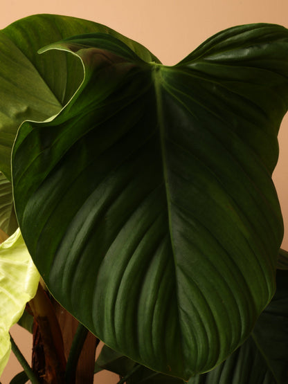 Large Philodendron &