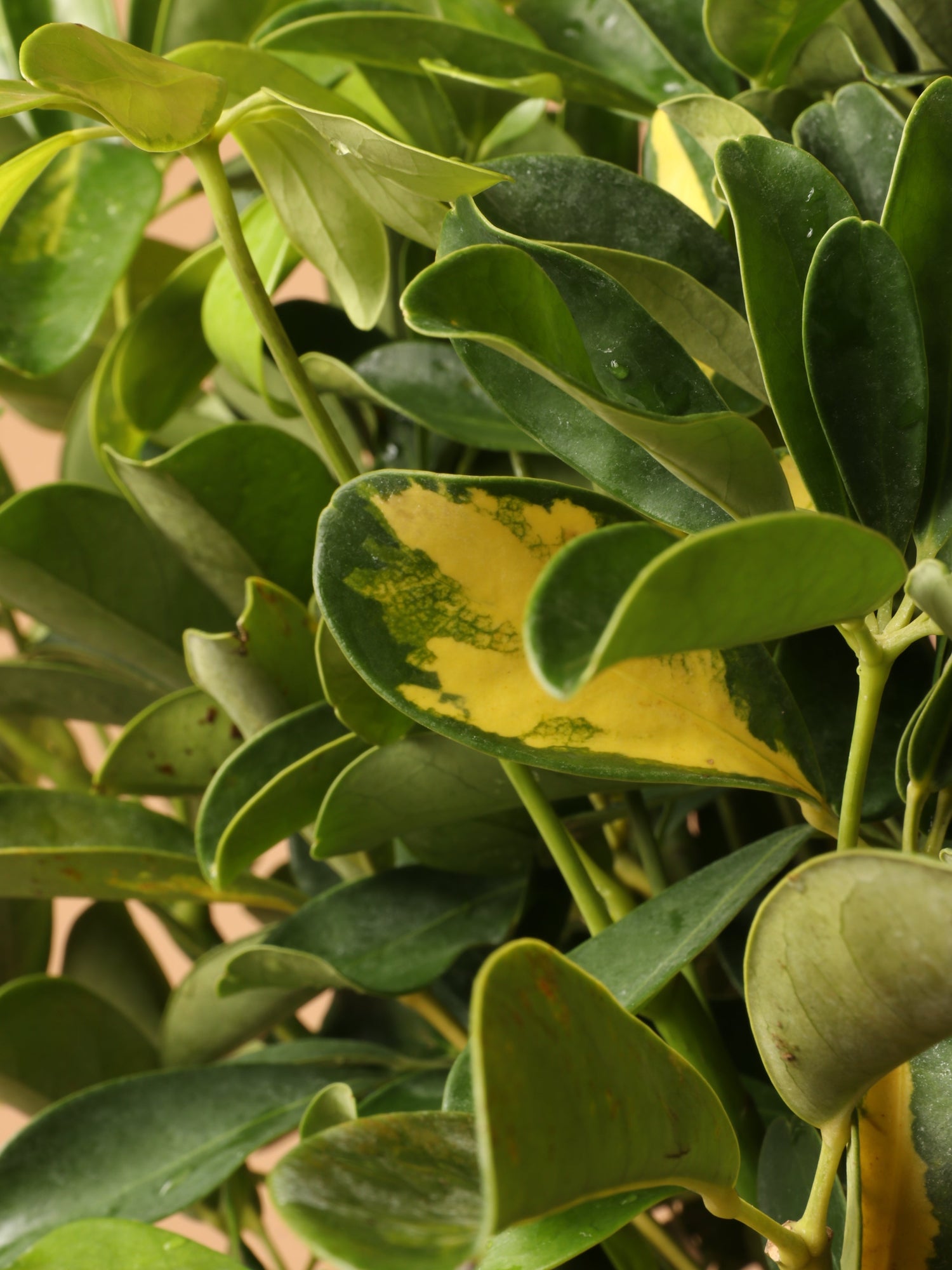 Large Schefflera Arboricola Variegata