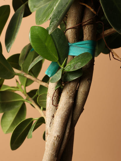 Large Ficus &