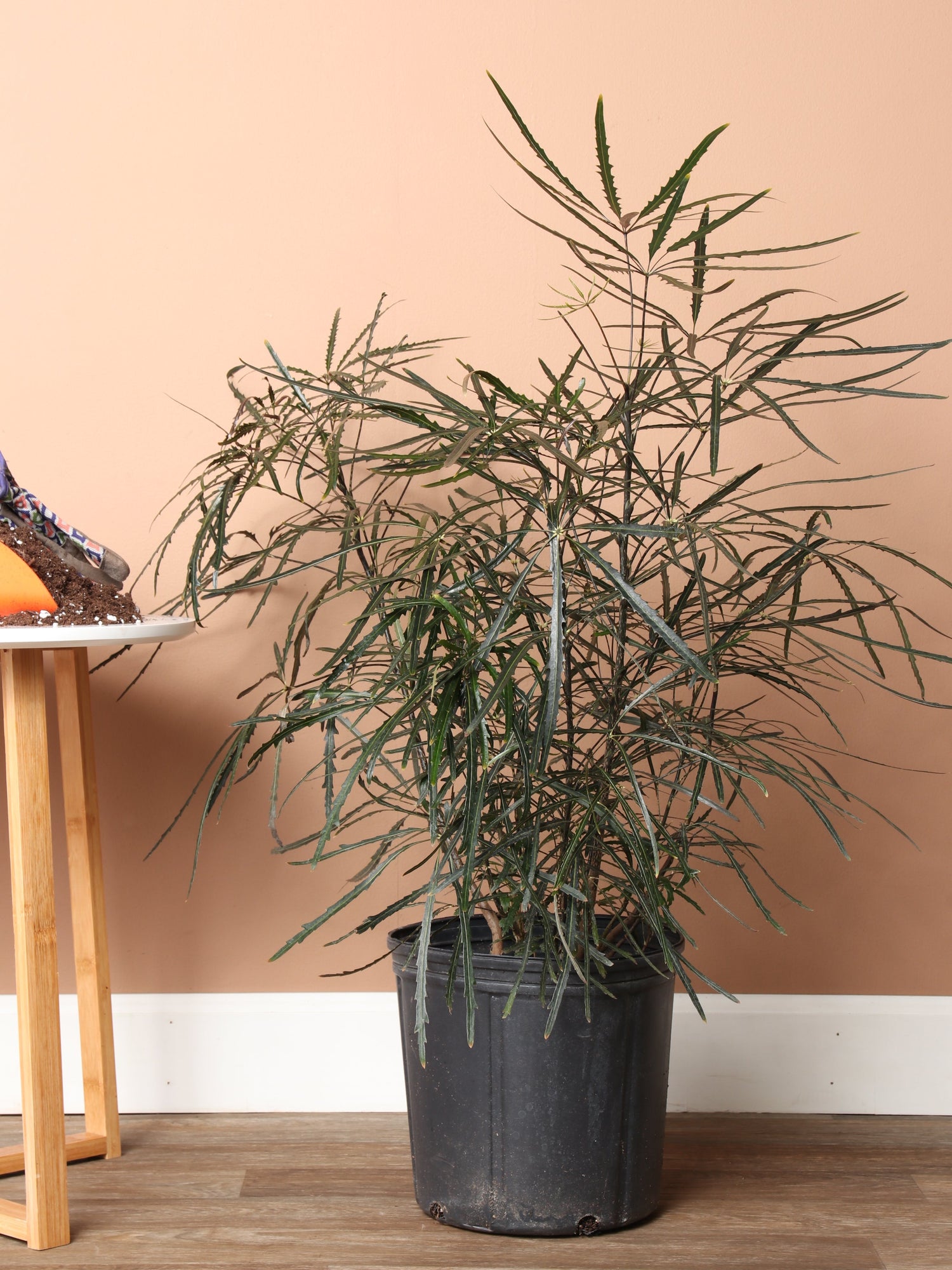 Large False Aralia