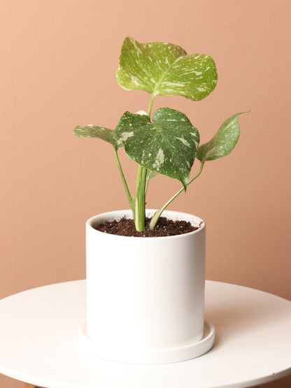 Small Monstera &