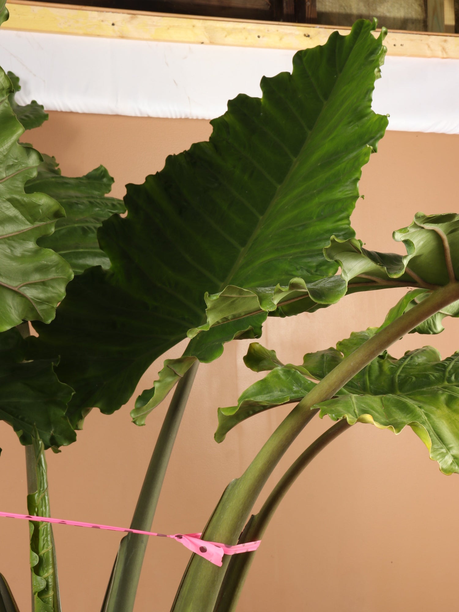 Huge Alocasia &