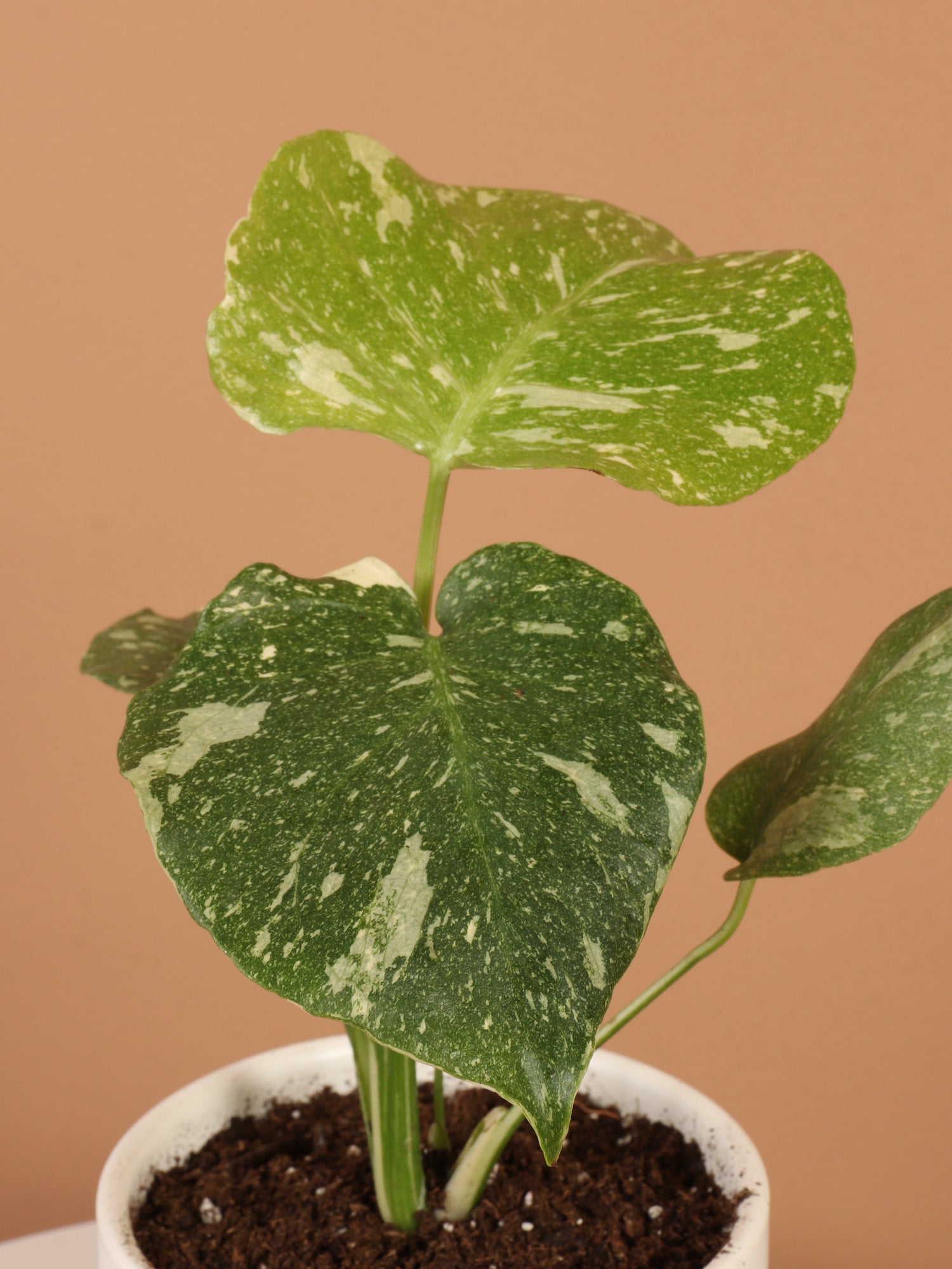 Small Monstera &