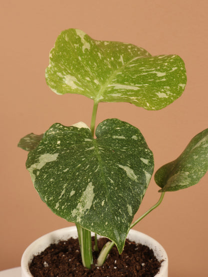 Small Monstera &
